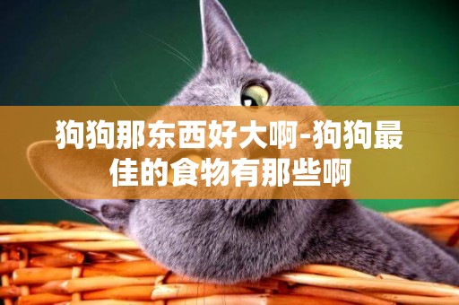 狗狗那東西好大啊-狗狗最佳的食物有那些啊