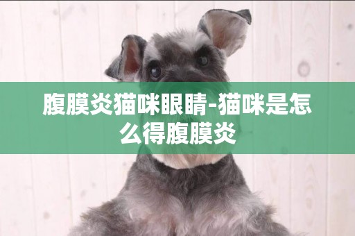 腹膜炎貓咪眼睛-貓咪是怎么得腹膜炎