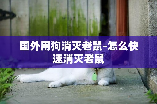 國外用狗消滅老鼠-怎么快速消滅老鼠