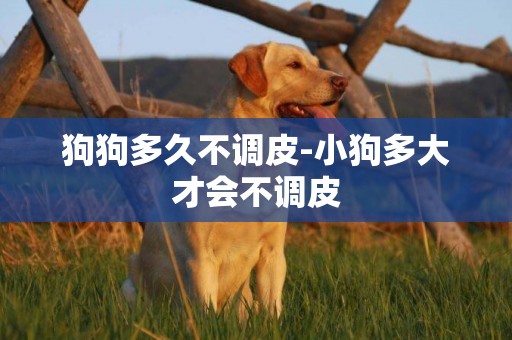 狗狗多久不調皮-小狗多大才會不調皮