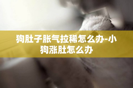 狗肚子脹氣拉稀怎么辦-小狗漲肚怎么辦