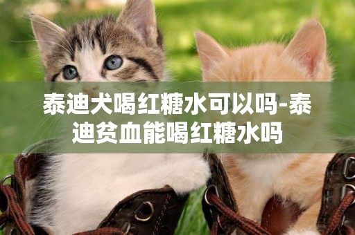 泰迪犬喝紅糖水可以嗎-泰迪貧血能喝紅糖水嗎