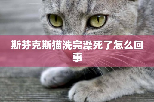 斯芬克斯貓洗完澡死了怎么回事
