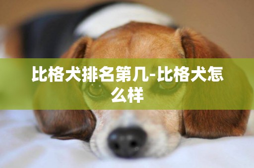 比格犬排名第幾-比格犬怎么樣