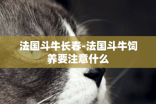法國斗牛長春-法國斗牛飼養要注意什么