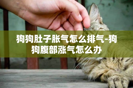 狗狗肚子脹氣怎么排氣-狗狗腹部漲氣怎么辦