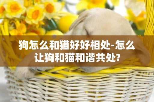 狗怎么和貓好好相處-怎么讓狗和貓和諧共處?