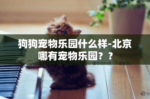 狗狗寵物樂園什么樣-北京哪有寵物樂園？？