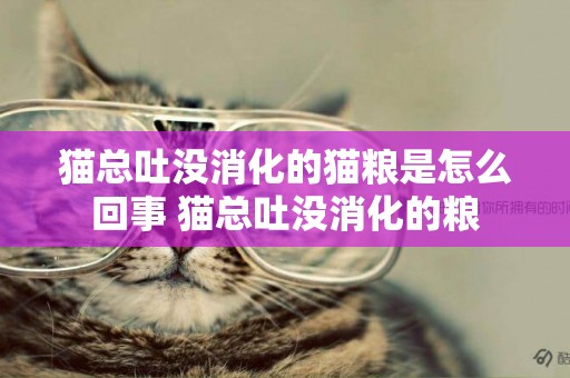 貓總吐沒消化的貓糧是怎么回事 貓總吐沒消化的糧