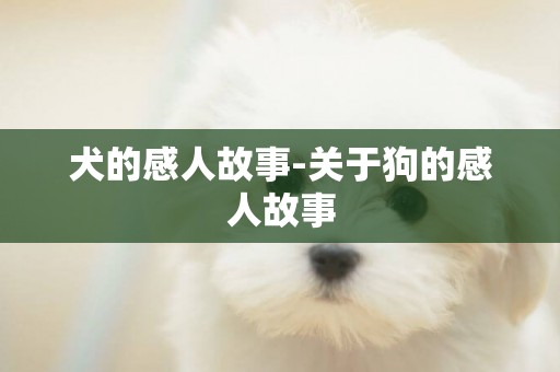 犬的感人故事-關于狗的感人故事