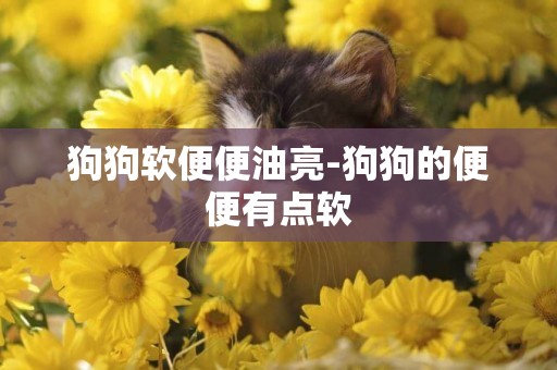 狗狗軟便便油亮-狗狗的便便有點軟