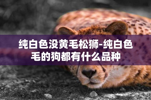 純白色沒黃毛松獅-純白色毛的狗都有什么品種