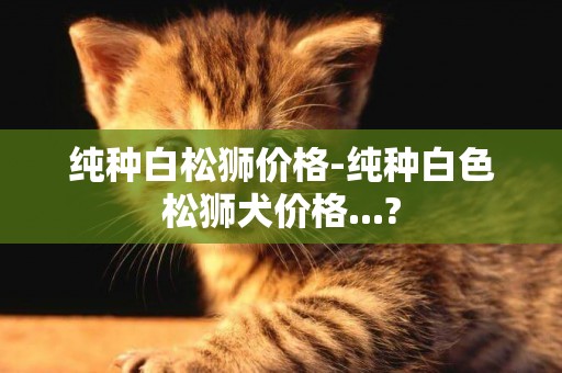 純種白松獅價格-純種白色松獅犬價格...?