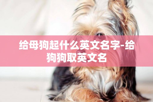 給母狗起什么英文名字-給狗狗取英文名