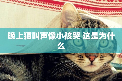 晚上貓叫聲像小孩哭 這是為什么