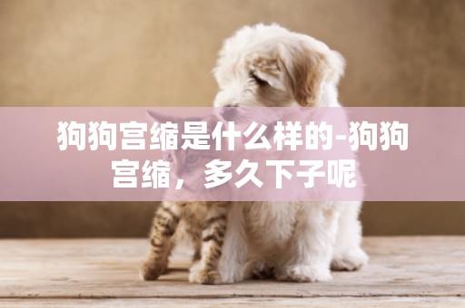 狗狗宮縮是什么樣的-狗狗宮縮，多久下子呢