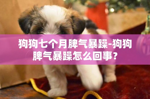 狗狗七個月脾氣暴躁-狗狗脾氣暴躁怎么回事？