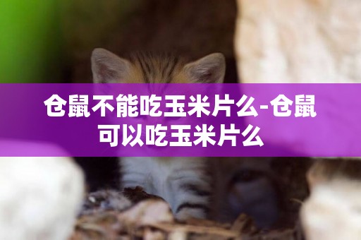 倉鼠不能吃玉米片么-倉鼠可以吃玉米片么