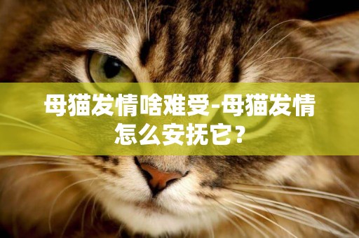 母貓發情啥難受-母貓發情怎么安撫它？