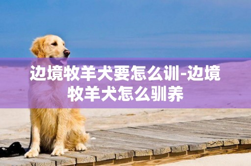 邊境牧羊犬要怎么訓-邊境牧羊犬怎么馴養