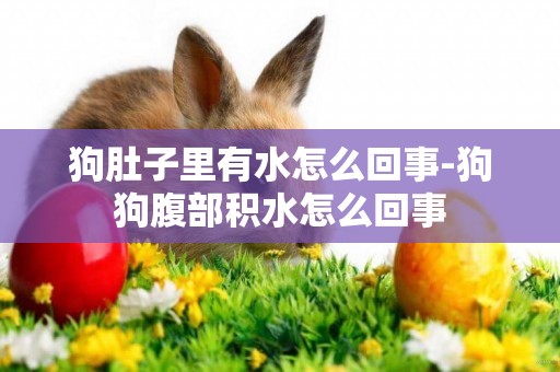 狗肚子里有水怎么回事-狗狗腹部積水怎么回事
