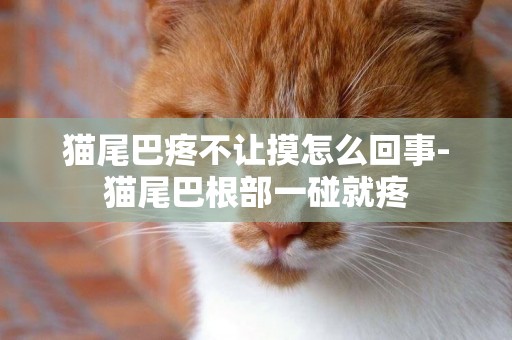貓尾巴疼不讓摸怎么回事-貓尾巴根部一碰就疼