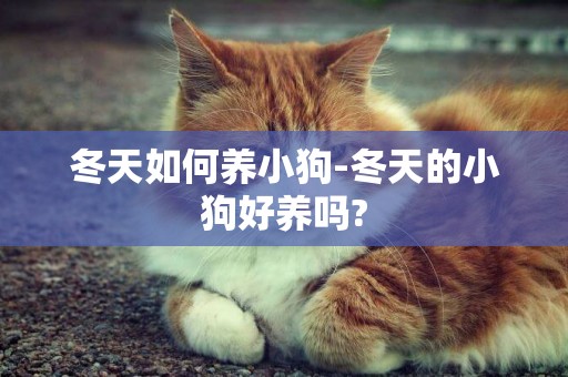 冬天如何養小狗-冬天的小狗好養嗎?
