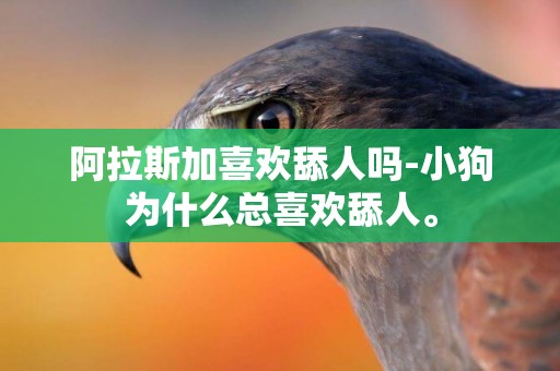 阿拉斯加喜歡舔人嗎-小狗為什么總喜歡舔人。