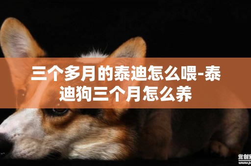 三個多月的泰迪怎么喂-泰迪狗三個月怎么養