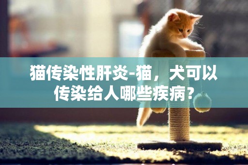 貓傳染性肝炎-貓，犬可以傳染給人哪些疾病？