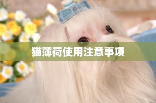 貓薄荷使用注意事項