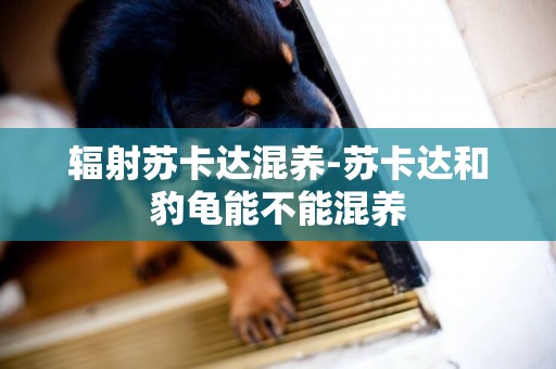 輻射蘇卡達混養-蘇卡達和豹龜能不能混養