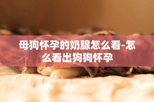 母狗懷孕的奶腺怎么看-怎么看出狗狗懷孕
