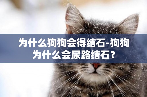 為什么狗狗會得結石-狗狗為什么會尿路結石？