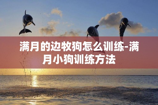 滿月的邊牧狗怎么訓練-滿月小狗訓練方法