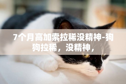 7個月高加索拉稀沒精神-狗狗拉稀，沒精神，