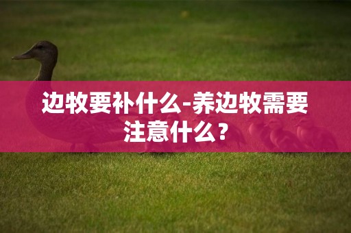 邊牧要補什么-養邊牧需要注意什么？