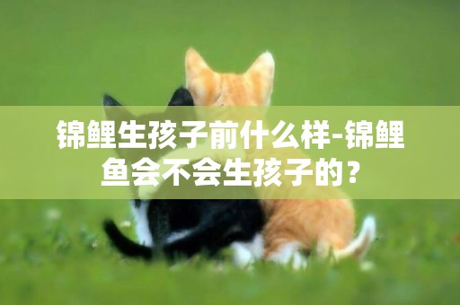 錦鯉生孩子前什么樣-錦鯉魚會不會生孩子的？