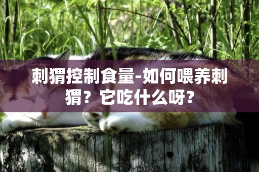 刺猬控制食量-如何喂養刺猬？它吃什么呀？