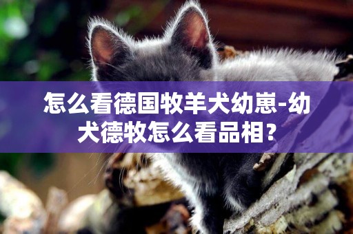 怎么看德國牧羊犬幼崽-幼犬德牧怎么看品相？