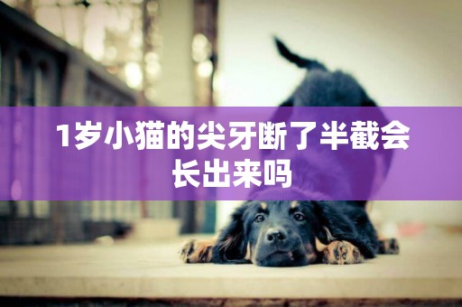 1歲小貓的尖牙斷了半截會長出來嗎