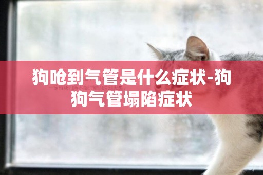 狗嗆到氣管是什么癥狀-狗狗氣管塌陷癥狀