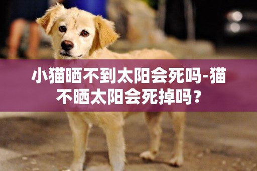 小貓曬不到太陽會死嗎-貓不曬太陽會死掉嗎？
