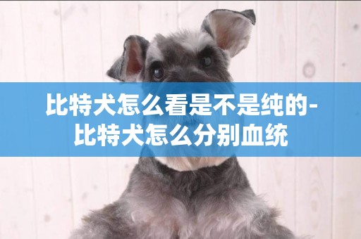 比特犬怎么看是不是純的-比特犬怎么分別血統