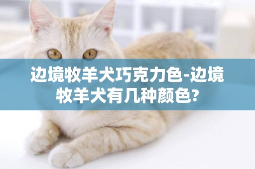 邊境牧羊犬巧克力色-邊境牧羊犬有幾種顏色?