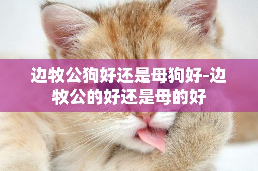 邊牧公狗好還是母狗好-邊牧公的好還是母的好