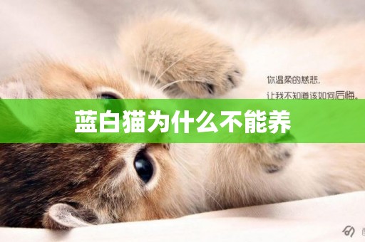 藍白貓為什么不能養