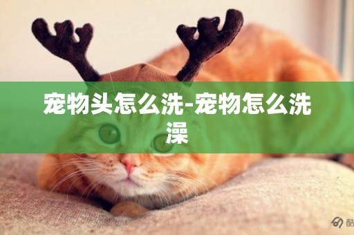 寵物頭怎么洗-寵物怎么洗澡