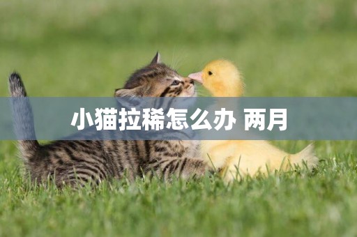 小貓拉稀怎么辦 兩月