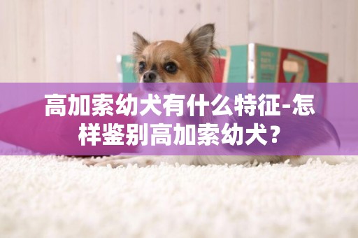 高加索幼犬有什么特征-怎樣鑒別高加索幼犬？